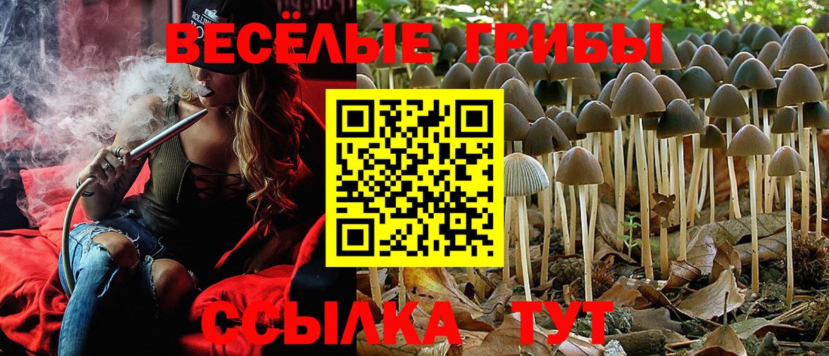 Галлюциногенные грибы Psilocybe Морозовск